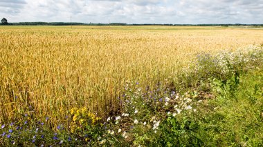 Buğday tarlası ve bulutlu yaz manzarası