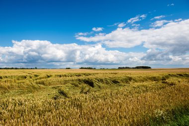 Buğday tarlası ve bulutlu yaz manzarası