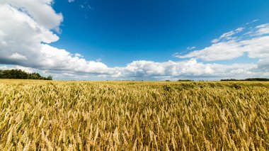 Buğday tarlası ve bulutlu yaz manzarası