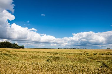 Buğday tarlası ve bulutlu yaz manzarası