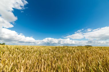 Buğday tarlası ve bulutlu yaz manzarası
