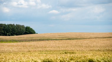 Buğday tarlası ve bulutlu yaz manzarası