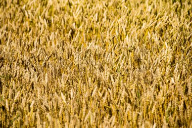 Buğday tarlası ve bulutlu yaz manzarası