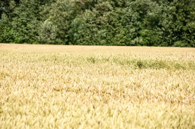 Buğday tarlası ve bulutlu yaz manzarası