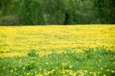 Yaz yatay, sarı çiçek alan ve bulutlar