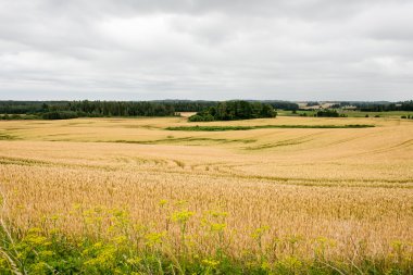 Buğday tarlası ve bulutlu yaz manzarası