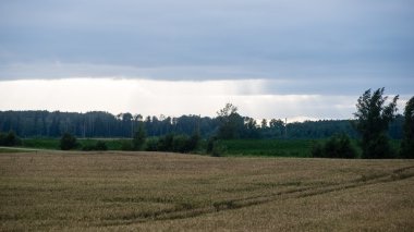 Buğday tarlası ve bulutlu yaz manzarası