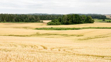 Buğday tarlası ve bulutlu yaz manzarası