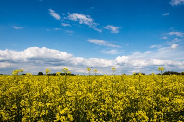 Yaz yatay, kolza tohumu alan ve bulutlar