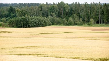 Buğday tarlası ve bulutlu yaz manzarası