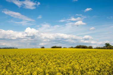 Yaz yatay, kolza tohumu alan ve bulutlar