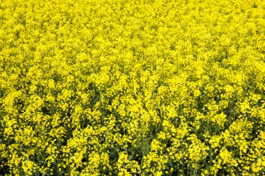 Yaz yatay, kolza tohumu alan ve bulutlar