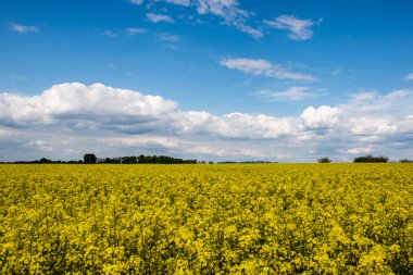 Yaz yatay, kolza tohumu alan ve bulutlar