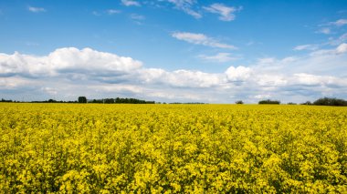 Yaz yatay, kolza tohumu alan ve bulutlar