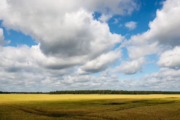带麦田和云彩的夏季风景 — 图库照片