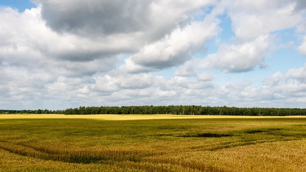 Sommerlandschaft mit Weizenfeld und Wolken — Stockfoto