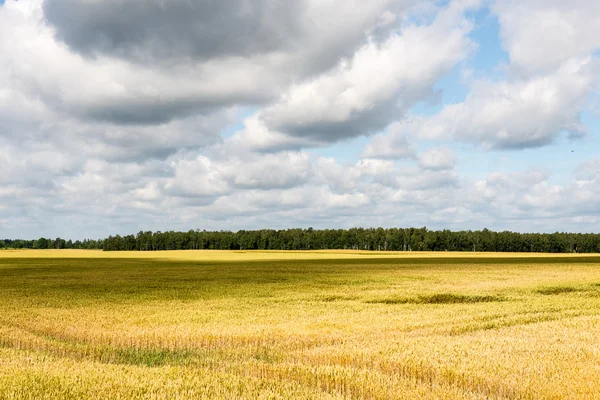 Sommerlandschaft mit Weizenfeld und Wolken — Stockfoto