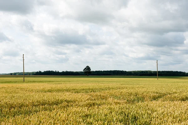 Zomer Landschap met Tarweveld en Wolken — Stockfoto