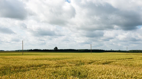 Letni krajobraz z polem pszenicy i chmurami — Zdjęcie stockowe