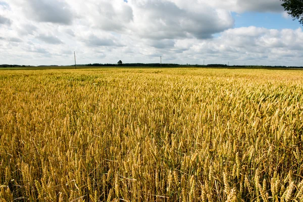 Paisaje de verano con campo de trigo y nubes —  Fotos de Stock