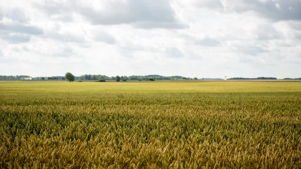 Letni krajobraz z polem pszenicy i chmurami — Zdjęcie stockowe