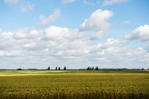 Sommerlandschaft mit Weizenfeld und Wolken — Stockfoto