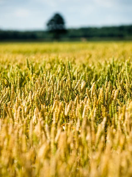 Paisagem de Verão com Campo de Trigo e Nuvens — Fotografia de Stock