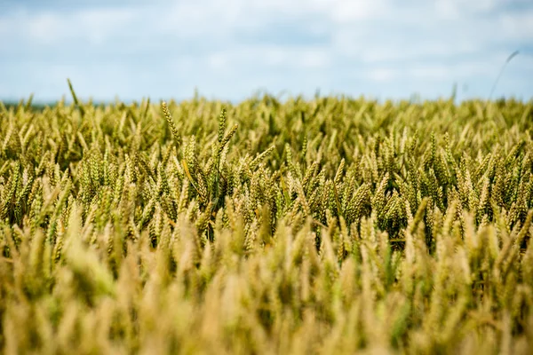 Paisagem de Verão com Campo de Trigo e Nuvens — Fotografia de Stock