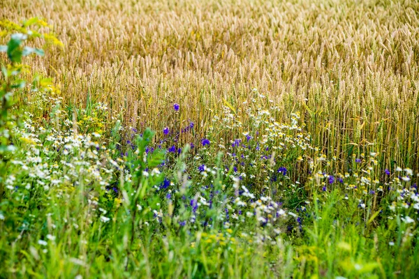 Letni krajobraz z polem pszenicy i chmurami — Zdjęcie stockowe