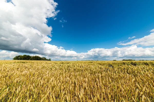 Sommerlandschaft mit Weizenfeld und Wolken — Stockfoto