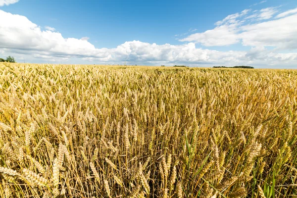 Buğday tarlası ve bulutlu yaz manzarası — Stok fotoğraf