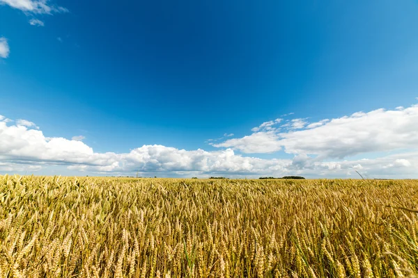 Paysage estival avec champ de blé et nuages — Photo