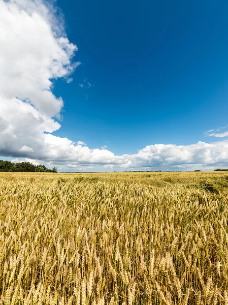 Paysage estival avec champ de blé et nuages — Photo