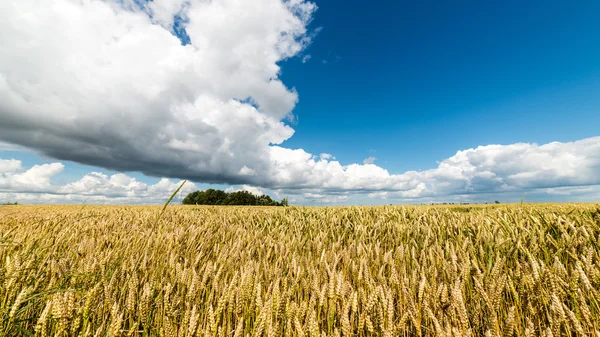 Paysage estival avec champ de blé et nuages — Photo