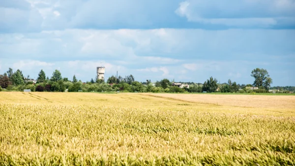 Paisaje de verano con campo de trigo y nubes —  Fotos de Stock