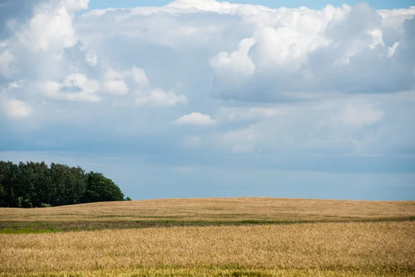 Paysage estival avec champ de blé et nuages — Photo