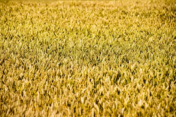 Paisagem de Verão com Campo de Trigo e Nuvens — Fotografia de Stock