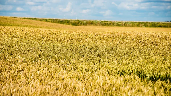 Paysage estival avec champ de blé et nuages — Photo