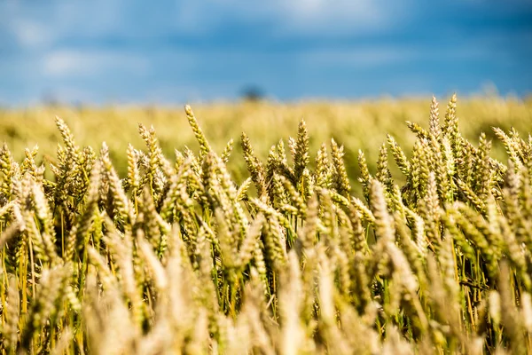 Paisaje de verano con campo de trigo y nubes — Foto de Stock