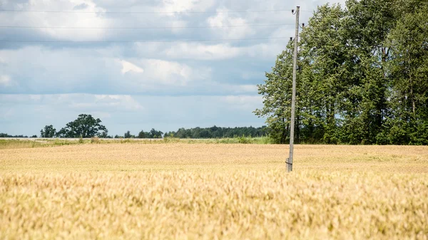 Sommerlandschaft mit Weizenfeld und Wolken — Stockfoto