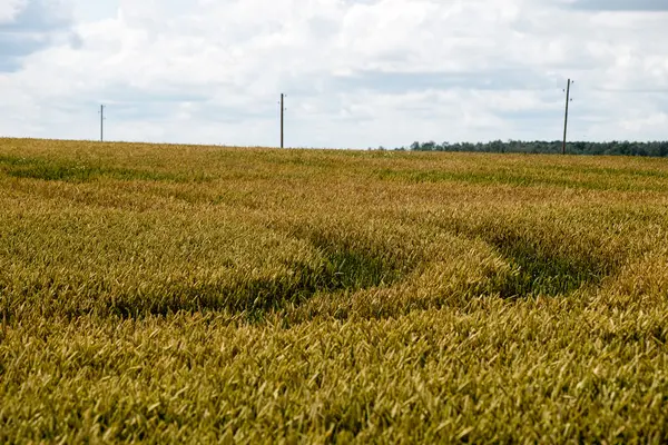 Letni krajobraz z polem pszenicy i chmurami — Zdjęcie stockowe