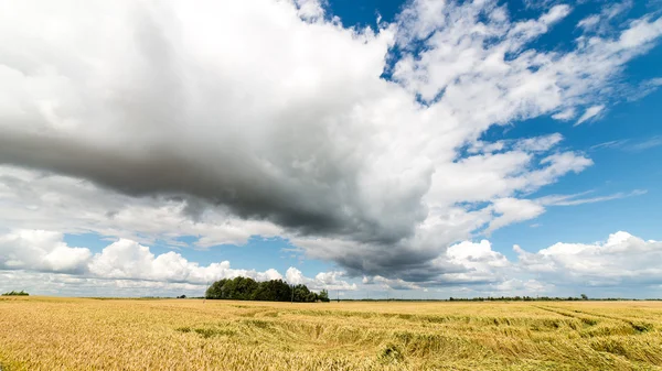 Paysage estival avec champ de blé et nuages — Photo