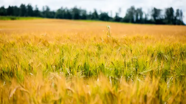 Summer Landscape with Wheat Field and Clouds — Stock Photo, Image