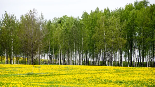 Paysage estival à fleurs jaunes Champ et nuages — Photo