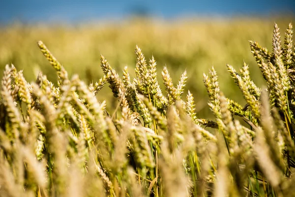 Paisagem de Verão com Campo de Trigo e Nuvens — Fotografia de Stock