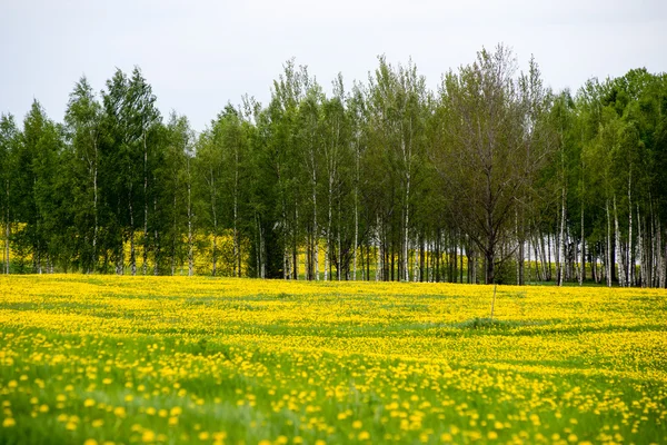 Paysage estival à fleurs jaunes Champ et nuages — Photo