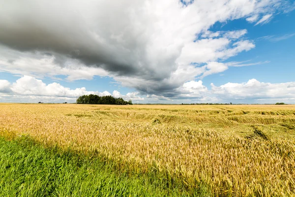 Paysage estival avec champ de blé et nuages — Photo