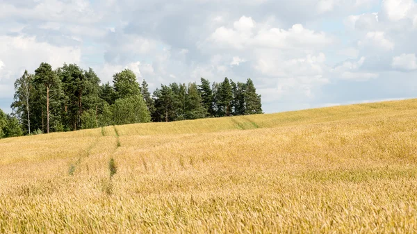 Paysage estival avec champ de blé et nuages — Photo