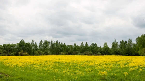 Yaz yatay, sarı çiçek alan ve bulutlar — Stok fotoğraf