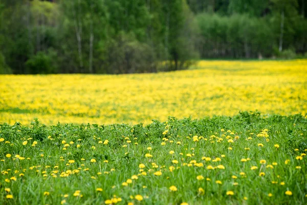 Paysage estival à fleurs jaunes Champ et nuages — Photo